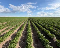 1Fieldview.jpg