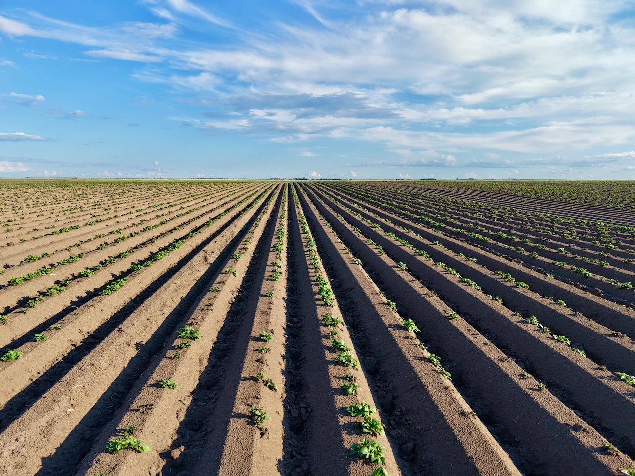 2RM283-20-rowcrop.jpeg