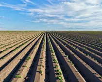 2RM283-20-rowcrop.jpeg