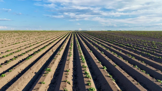 2RM283-20-rowcrop.jpeg