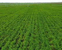 9dji_fly_20260810_163904_272_1786544497568_photo_optimized2.JPG