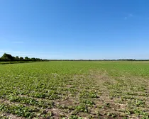 Land40.jpeg