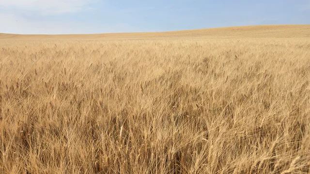 Resized_20250907_145123