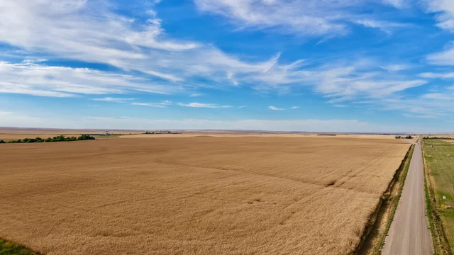 Shamrock-37.jpeg