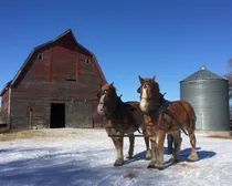 barnhorse.jpg