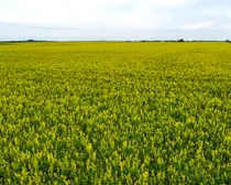 dji_fly_20260714_183044_6_1784075583137_photo_optimized.jpg