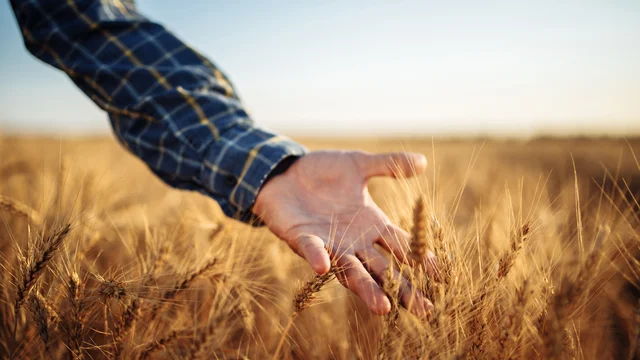 Image for mental-health-well-being-during-harvest-navigating-the-seasons-stress