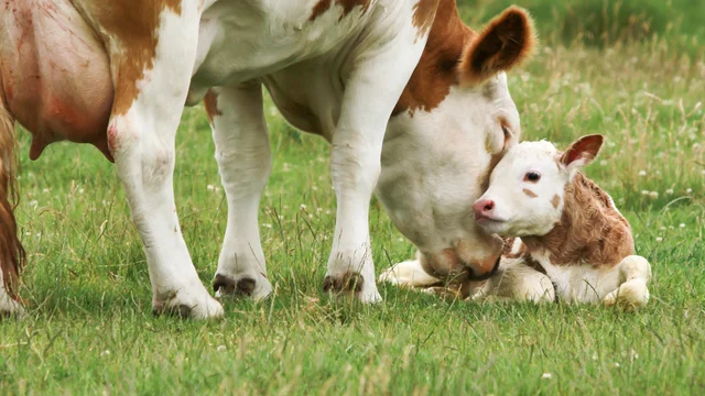 Image for measuring-pastureland-value-insights-for-cow-calf-producers