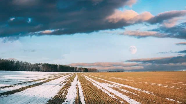 Image of a field with trees in the far distance and clouds in the sky