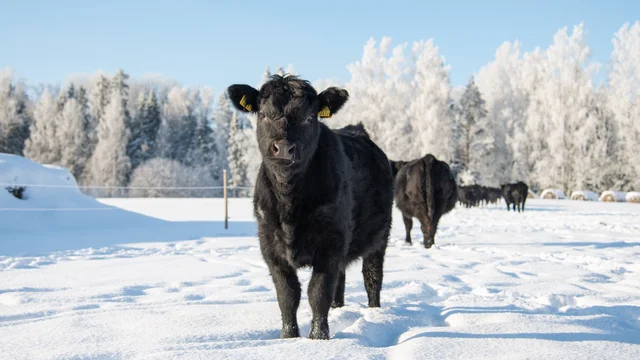 Image for do-pasture-values-follow-grain-land