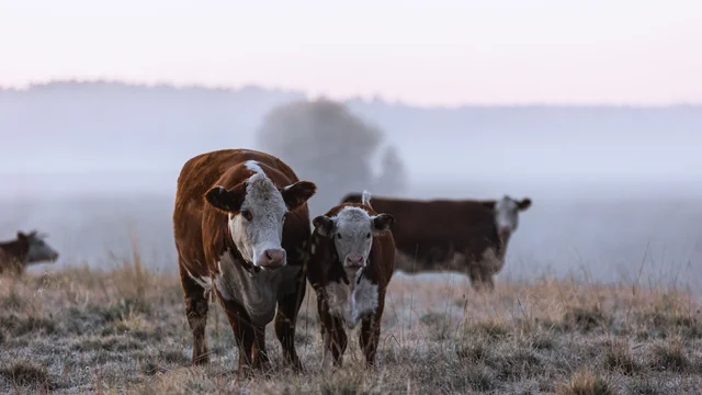 Image for why-investors-dont-buy-pastureland