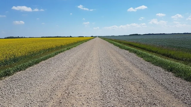 canola-field-and-flax-field-separated-by-a-road.jpg